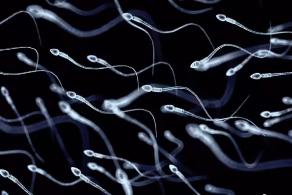 Physiologie de la fertilité masculine et spermogramme